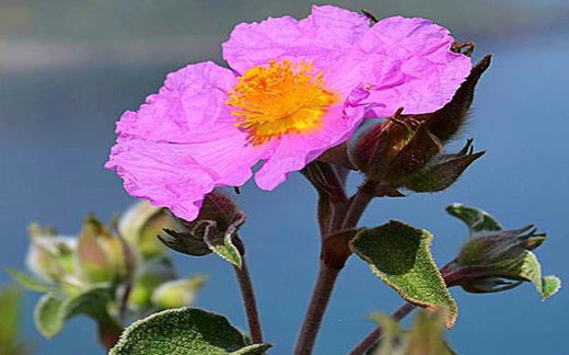Rock Rose - Κίστος, οι θεοί στον Όλυμπο τον καθόρισαν ως ένα από τα πιο θεραπευτικά φυτά